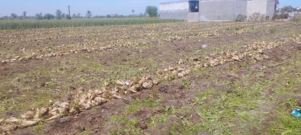 محصول البنجر (4)