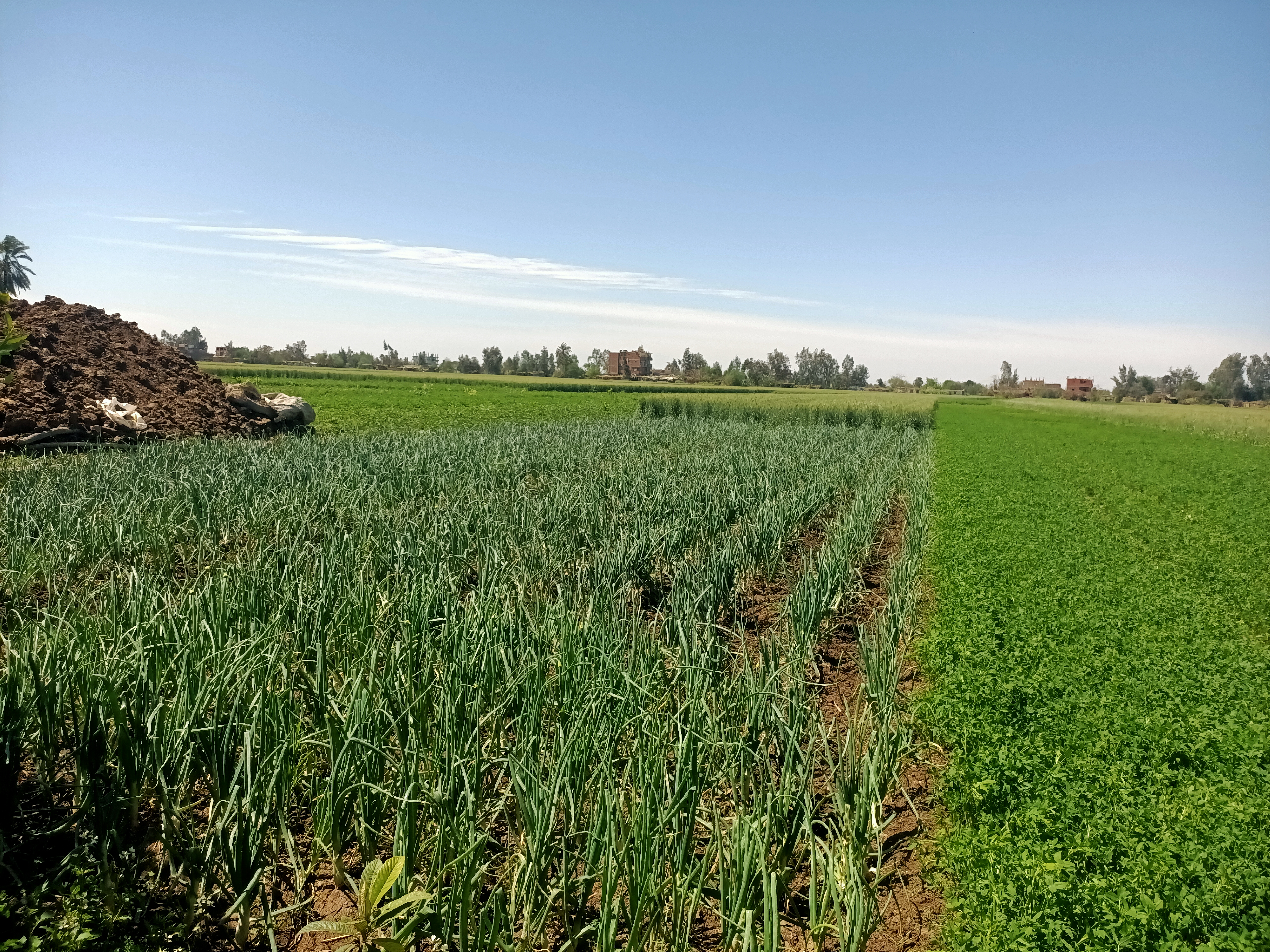 محصول الثوم (1)