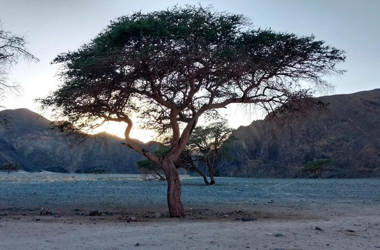 ملاذ دائم لرواد الصحراء 