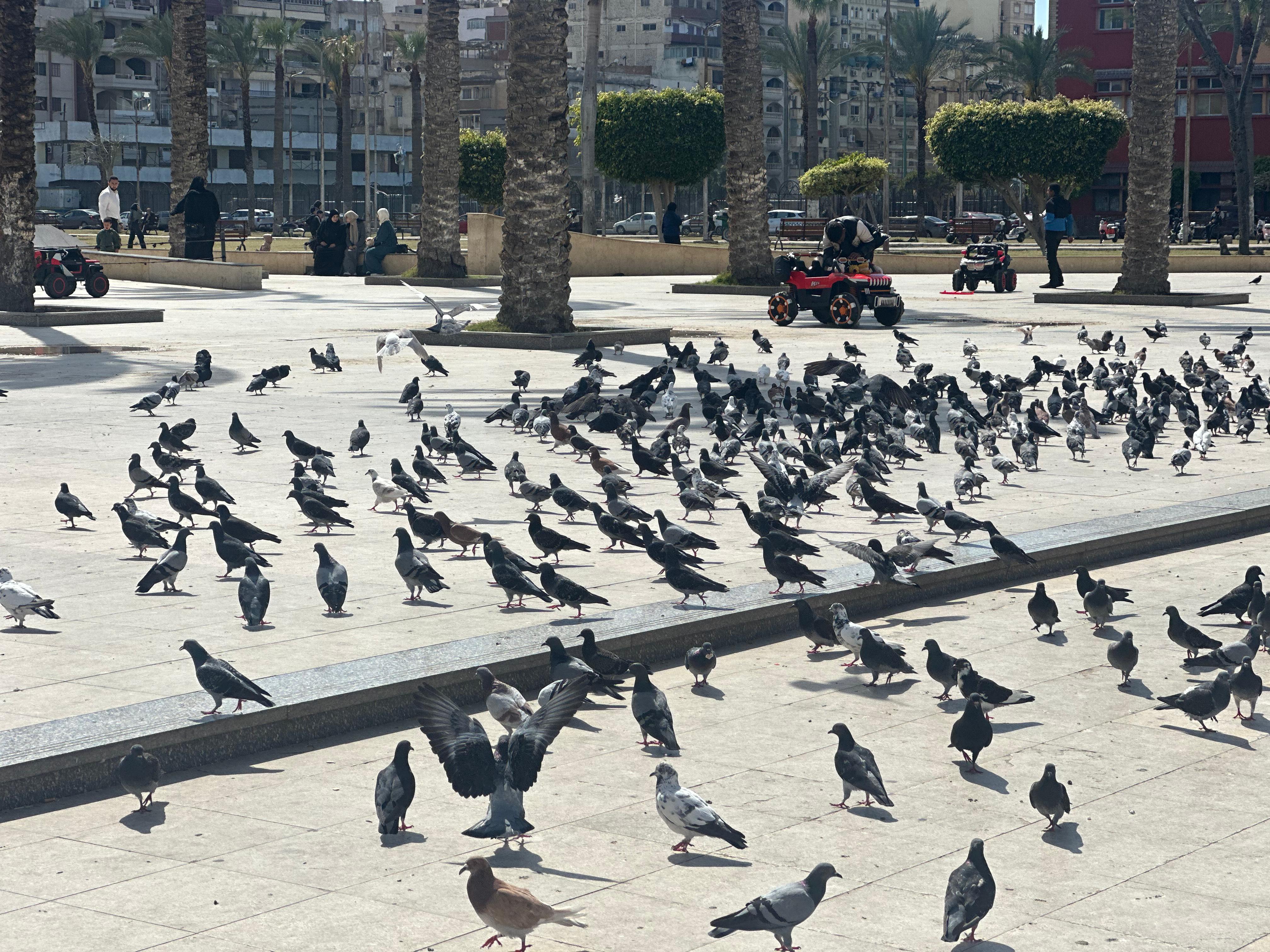تجمعات الحمام تجمعات الحمام