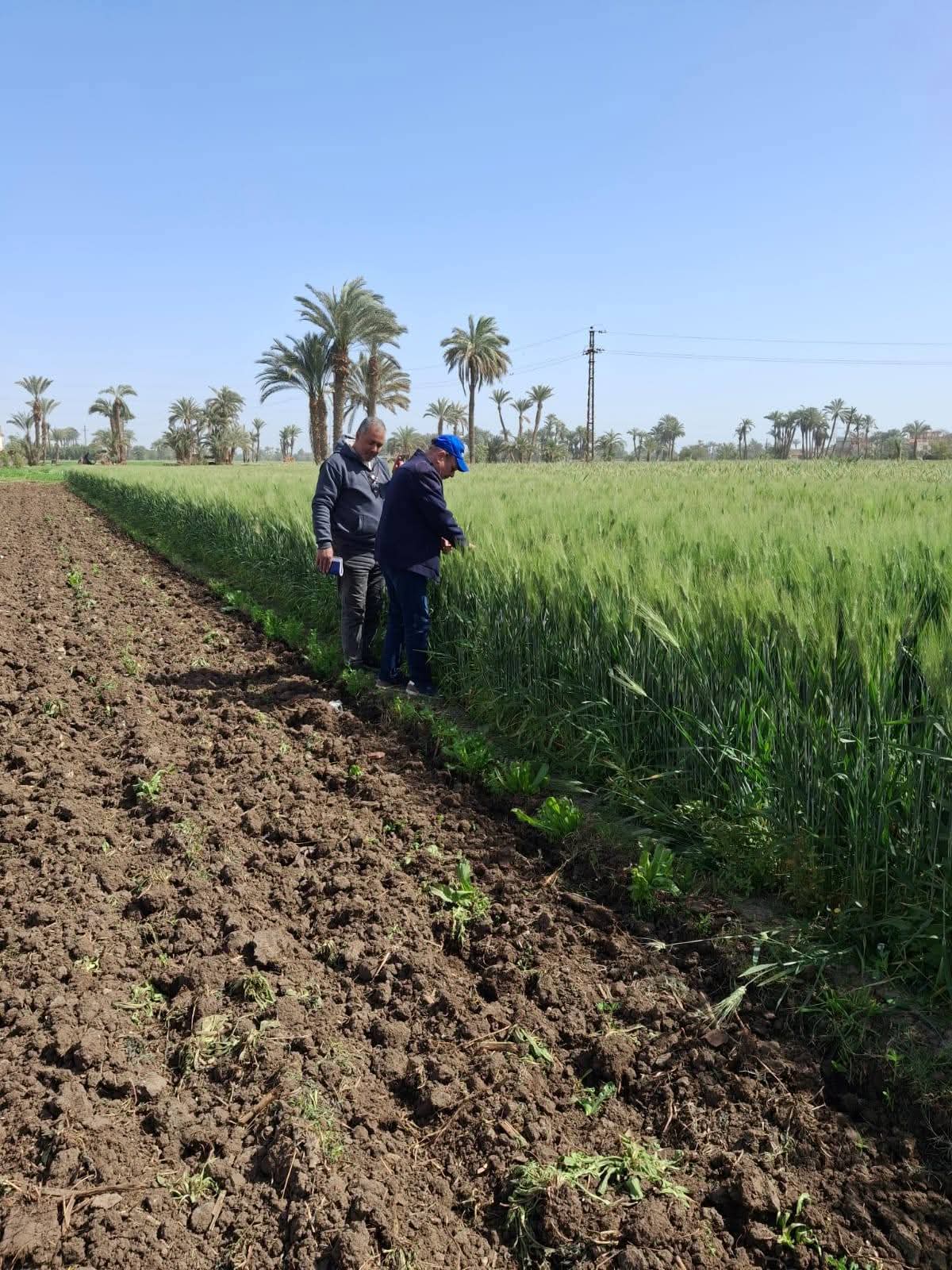 وكيل وزارة الزراعة ببنى سويف