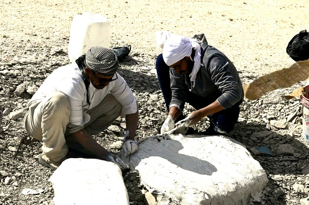 اثناء استخراج عظام السلاحف العملاقة