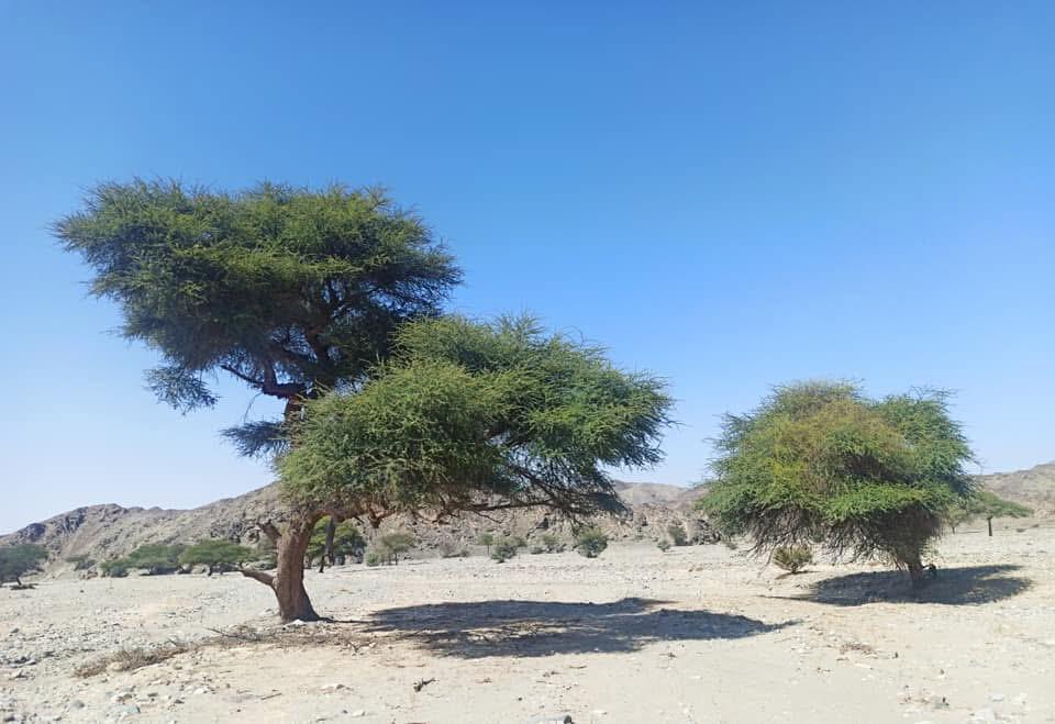 ملاذ الساعات فى الصحراء 