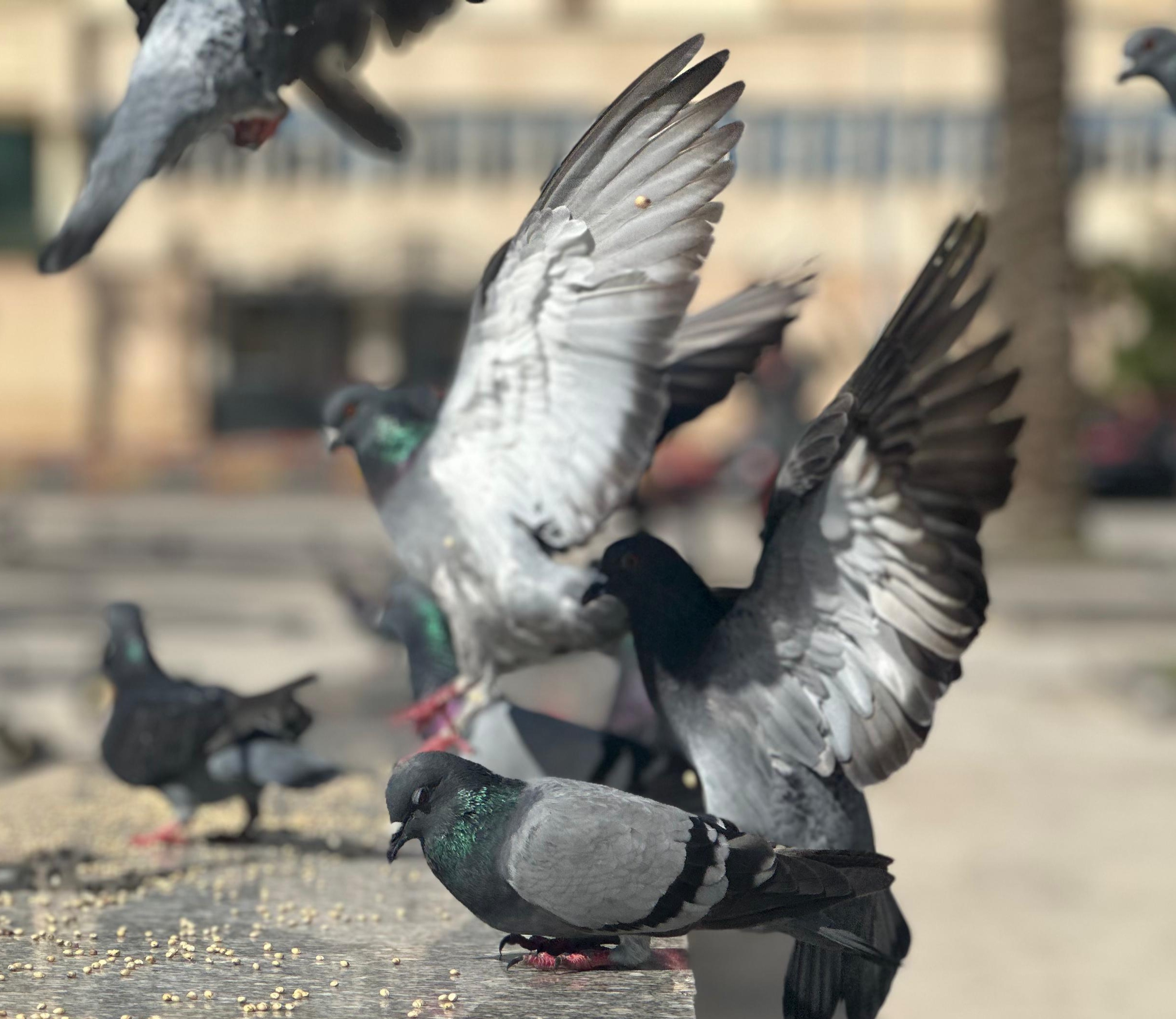 الحمام في بورسعيد الحمام في بورسعيد