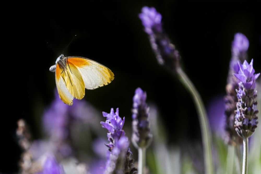 اليوم العالمي للحياة البرية (11)