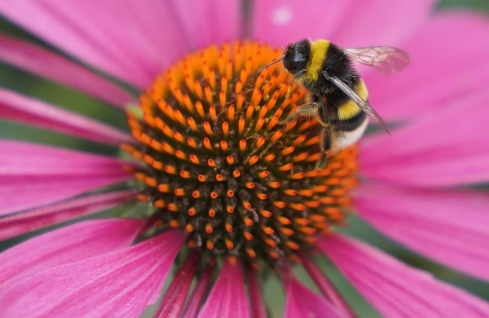 اليوم العالمي للحياة البرية (2)