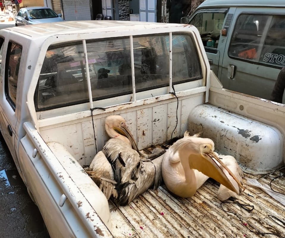 التحفظ علي البجع