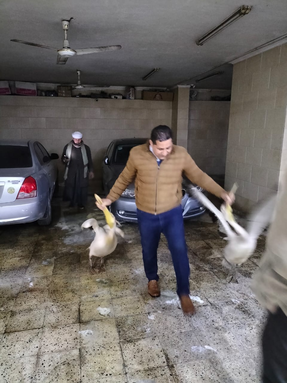 مندوب جهاز البيئة خلال ضبط البجعتين