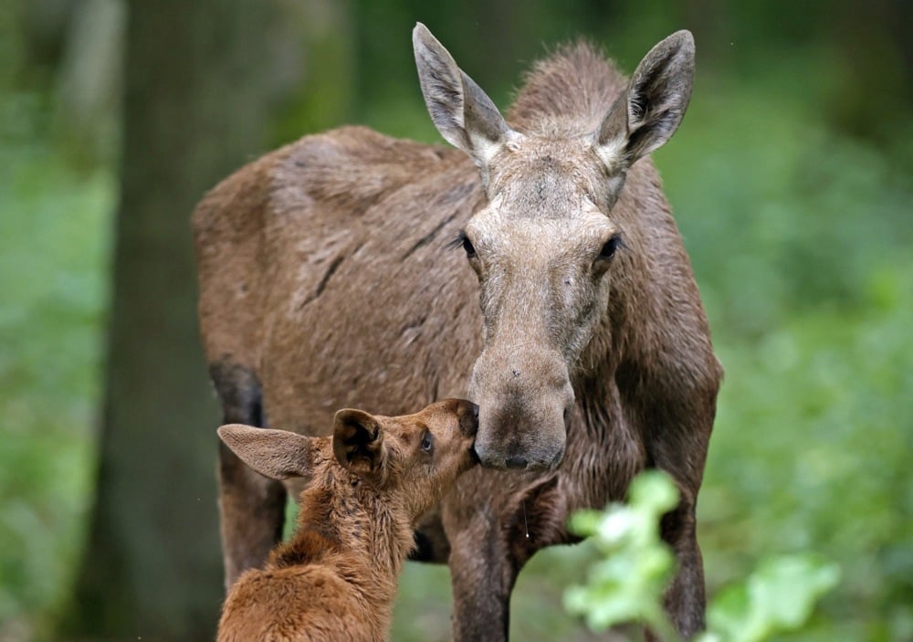 اليوم العالمي للحياة البرية (8)