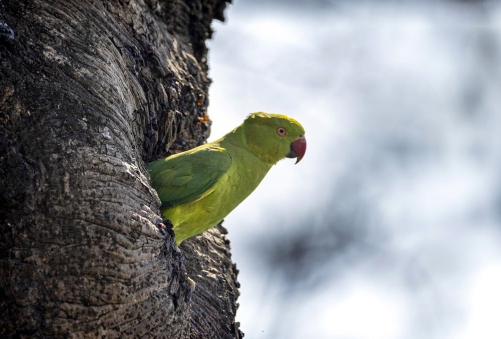 اليوم العالمي للحياة البرية (4)