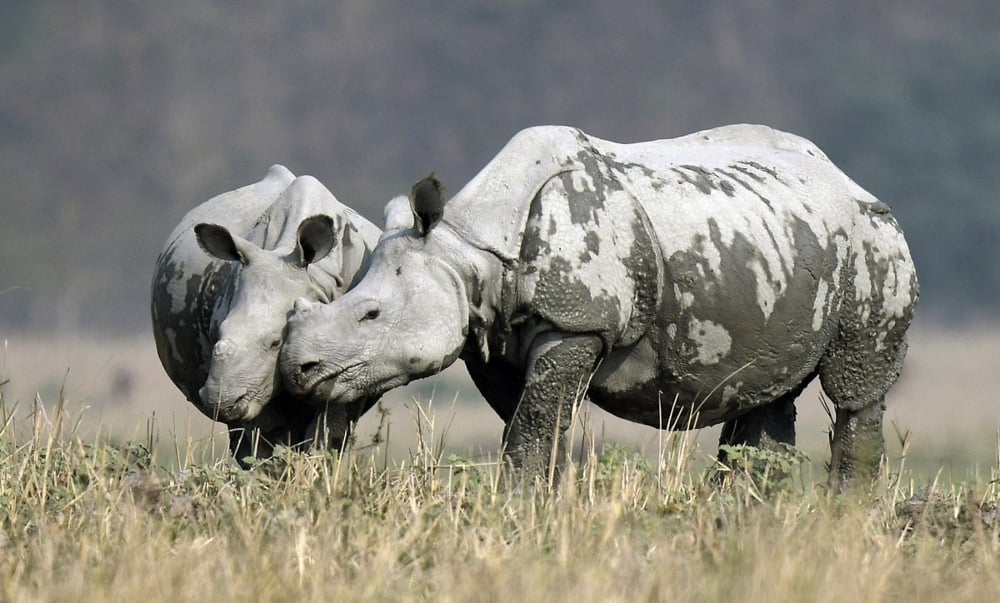 اليوم العالمي للحياة البرية (10)