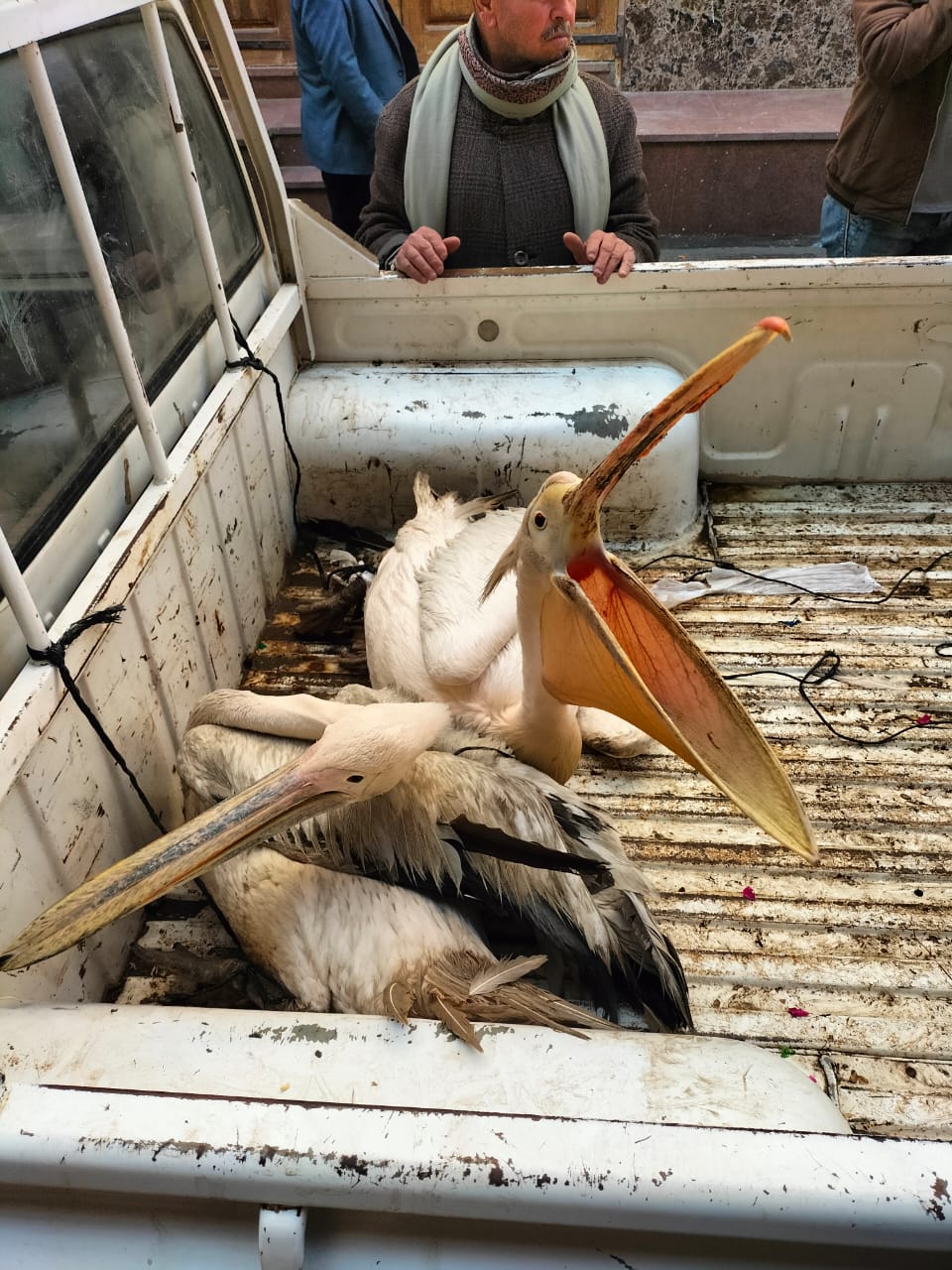 البجعتين خلال ضبطهما