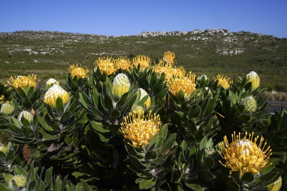 اليوم العالمي للحياة البرية (5)