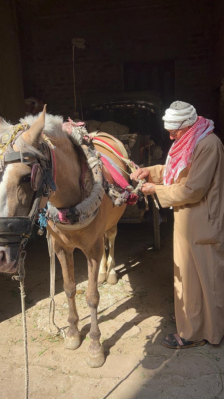 أثناء شدة الحصان