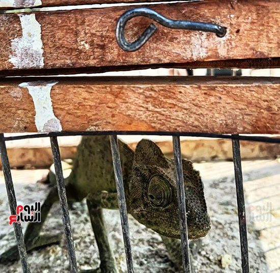 255328-الحرباء