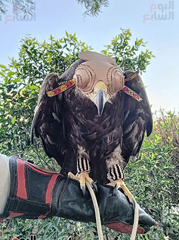 283081-نسر-العقاب