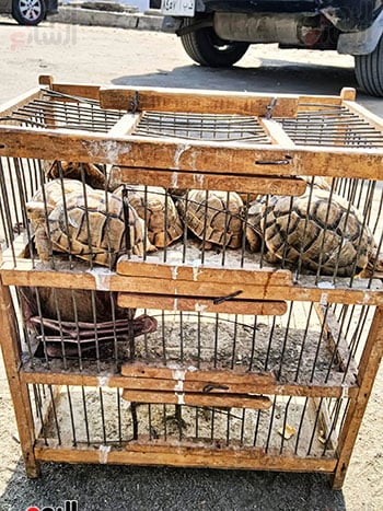 416053-السلحفاة