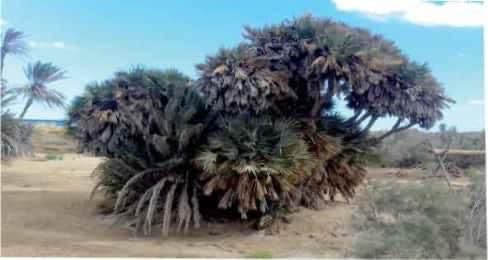 سميت بالمرحلة الفيضية سميت بالمرحلة الفيضية