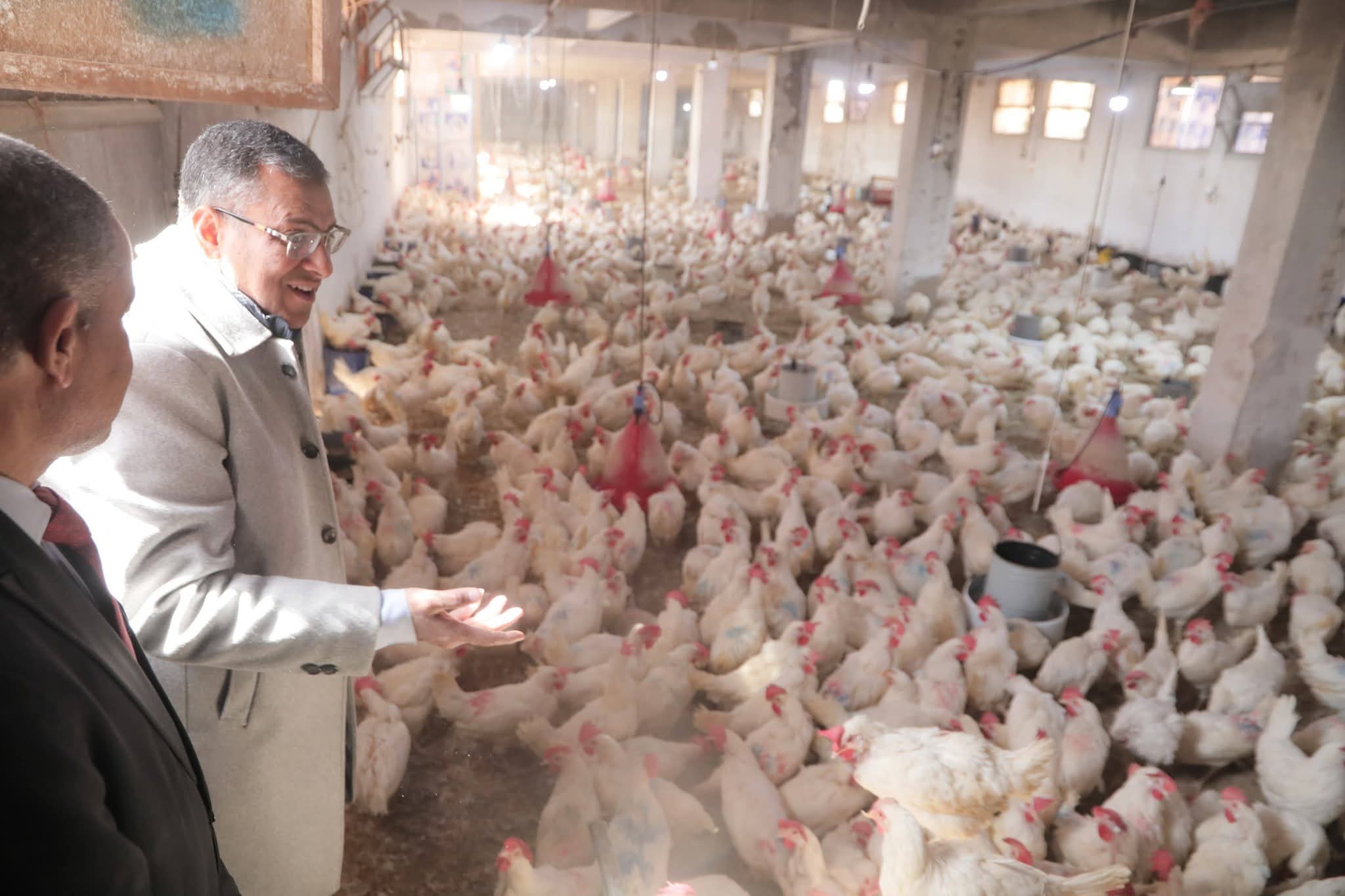 داخل مزرعة الإنتاج الداجنى