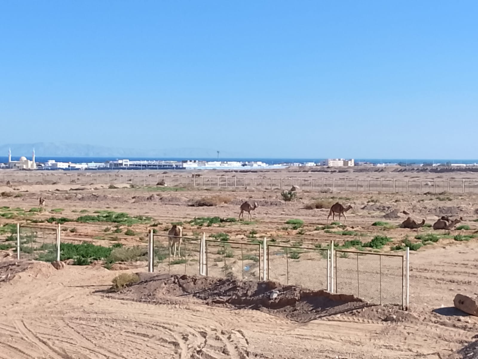 الغابة الشجرية على مساحة 50 فدان بدهب