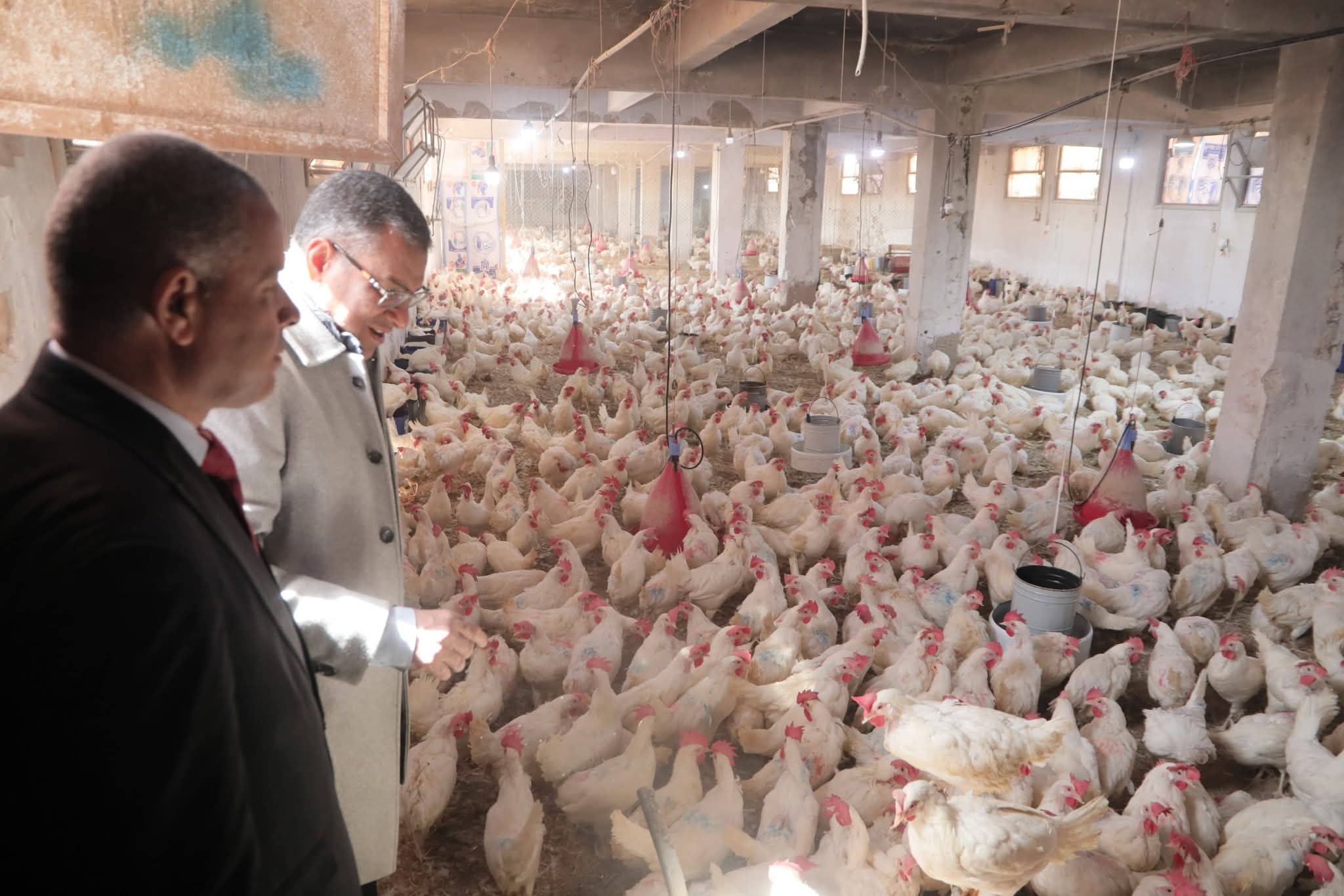 وكيل تعليم الوادى الجديد يتابع مزارع الدواجن