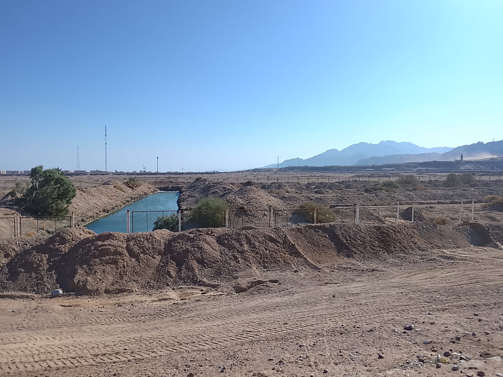 الغابة الشجرية بدهب