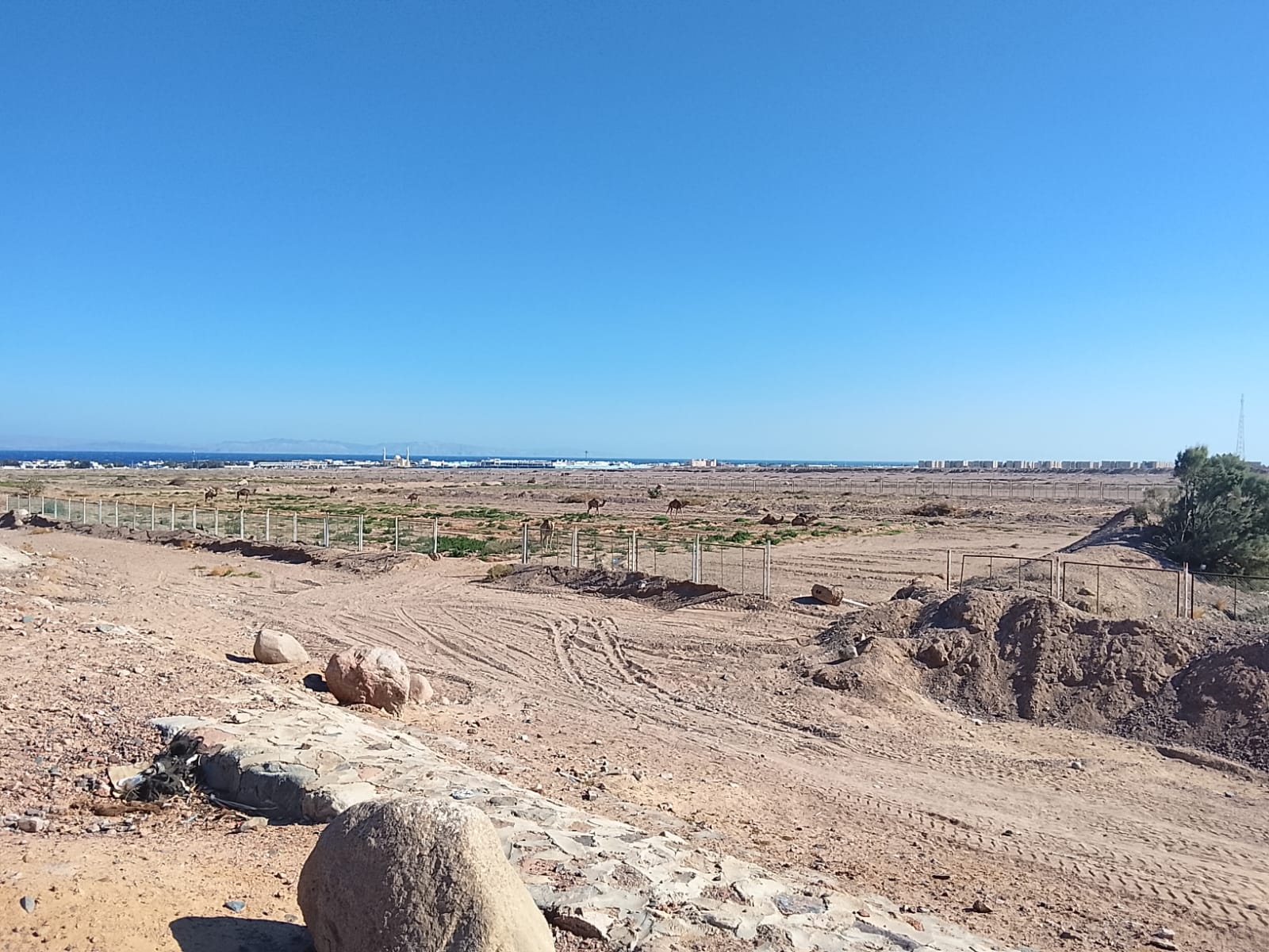 الغابة الشجرية