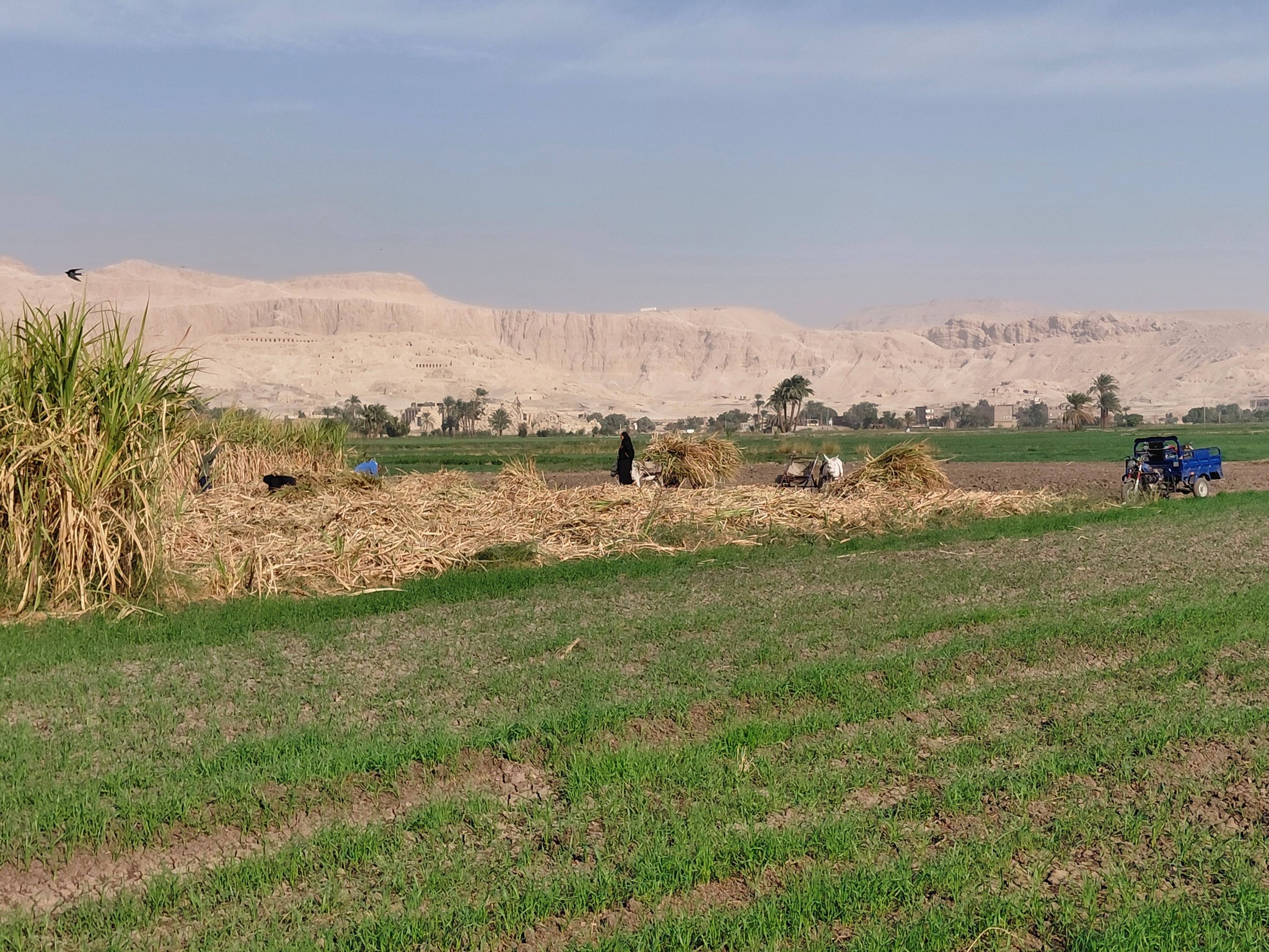العمل اليومى فى حصاد قصب السكر بالمزارع