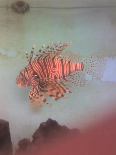 سمكه داخل احواض المتحف سمكه داخل احواض المتحف