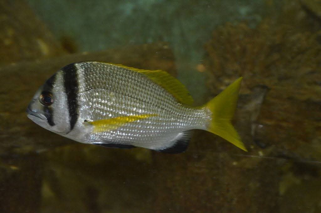 فصيلة اسماك نادرة بالمتحف فصيلة اسماك نادرة بالمتحف