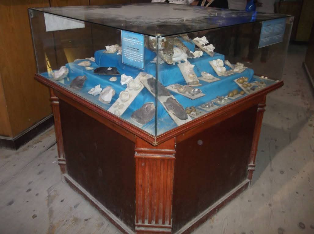 قشريات نادرة قشريات نادرة