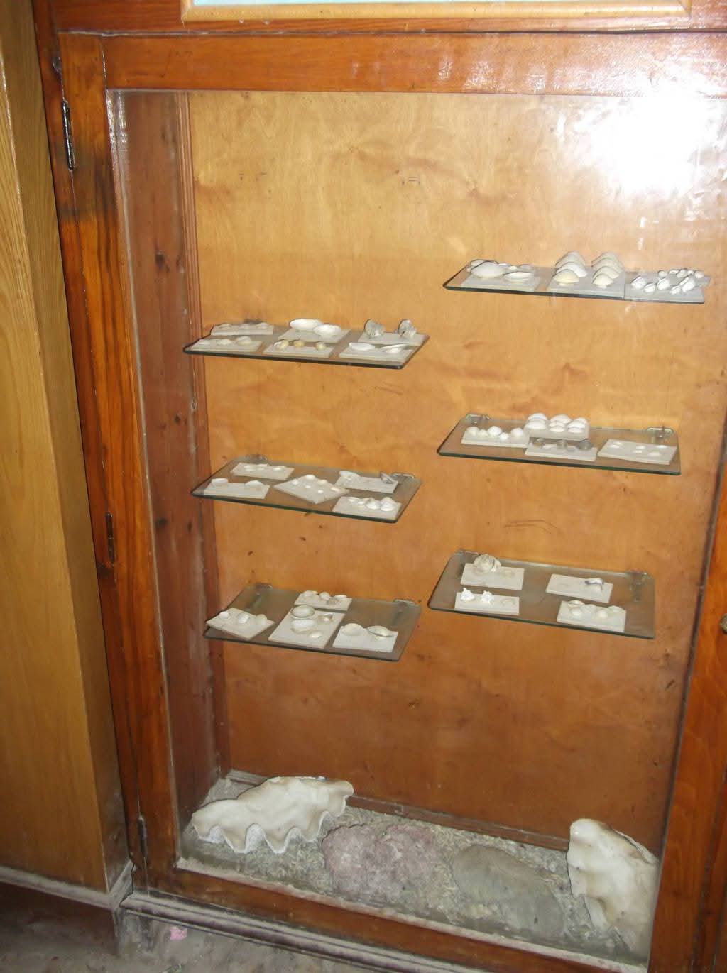 قشريات محنطة بالمتحف قشريات محنطة بالمتحف