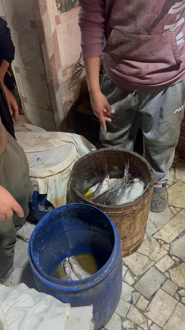 أحجام مختلفه من الفسيخ