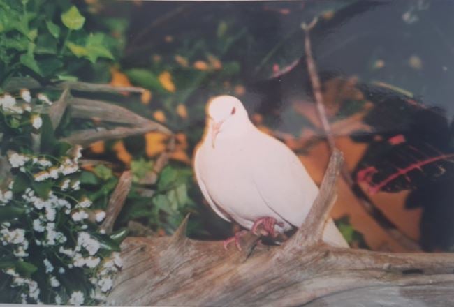 أقدم حمامة حية في الأسر