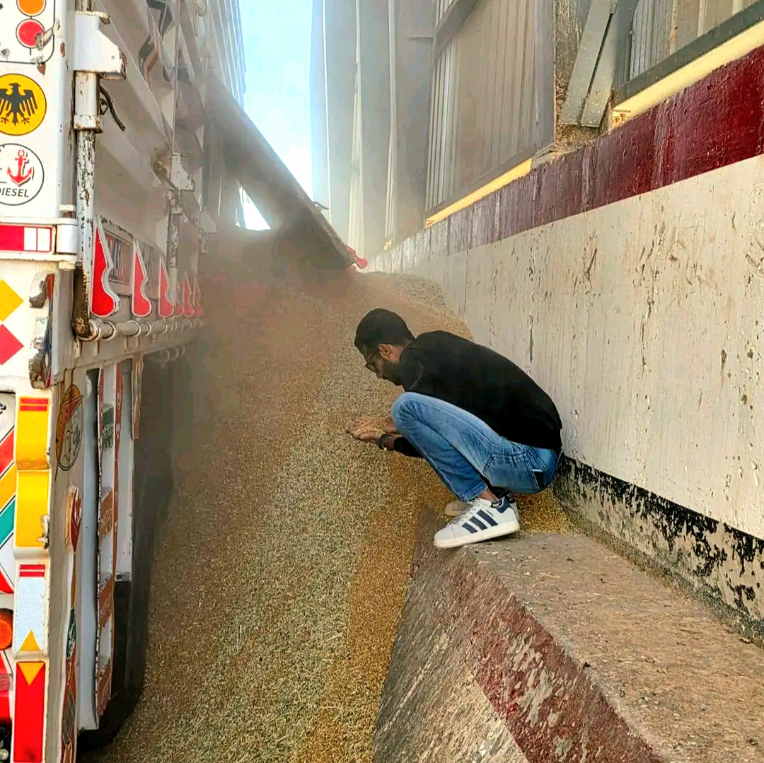 بدء موسم حصاد القمح بالوادى الجديد