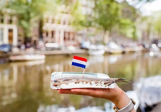 رنجة هولندية