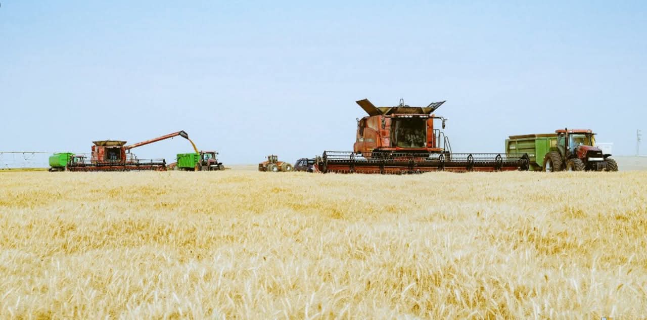 توشكى توشكى