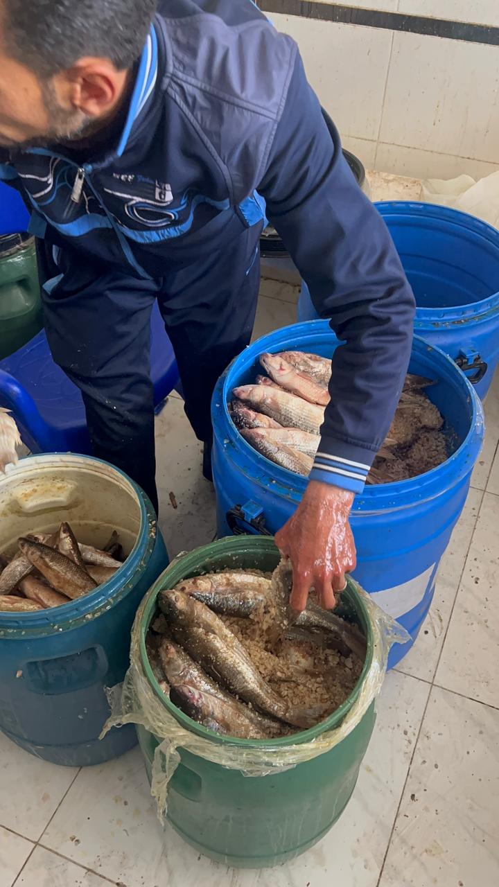 براميل الفسيخ مختلف الأحجام