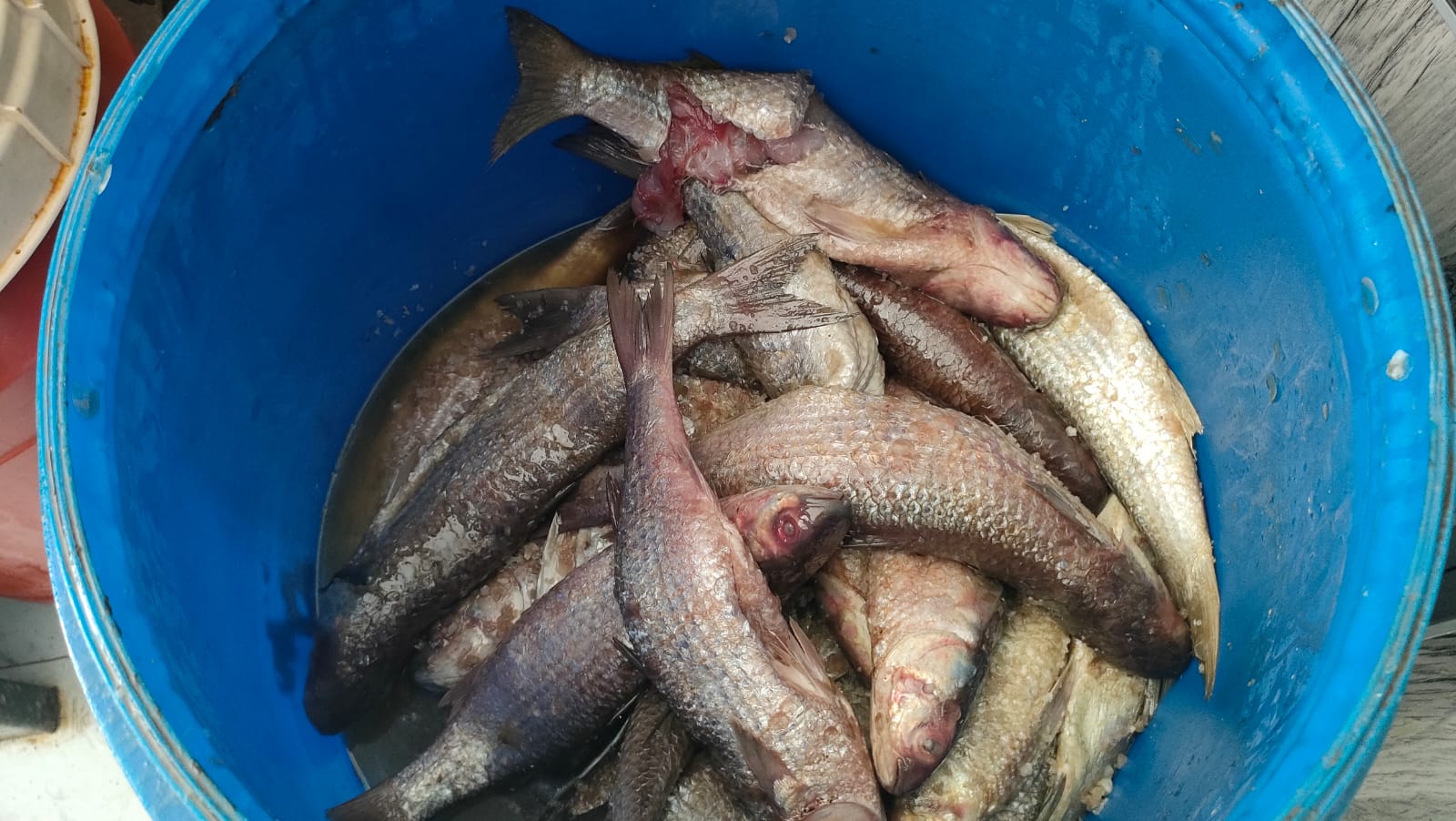 براميل الفسيخ