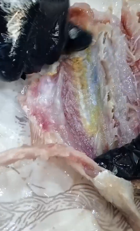 جودة السمكة تعرفها من شكلها الوردي