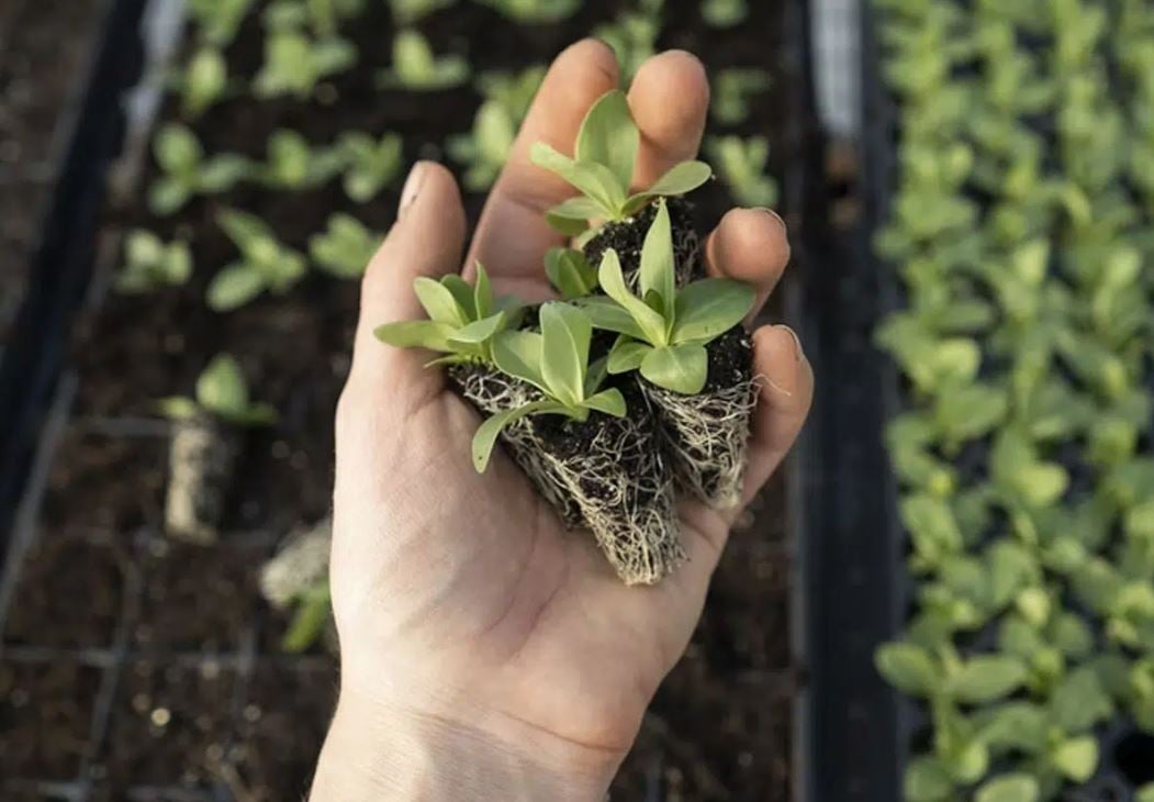 اليوم العالمى للنبات