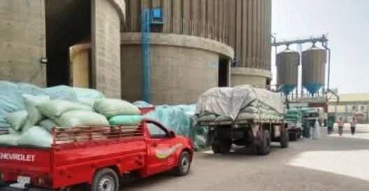 توريد القمح توريد القمح