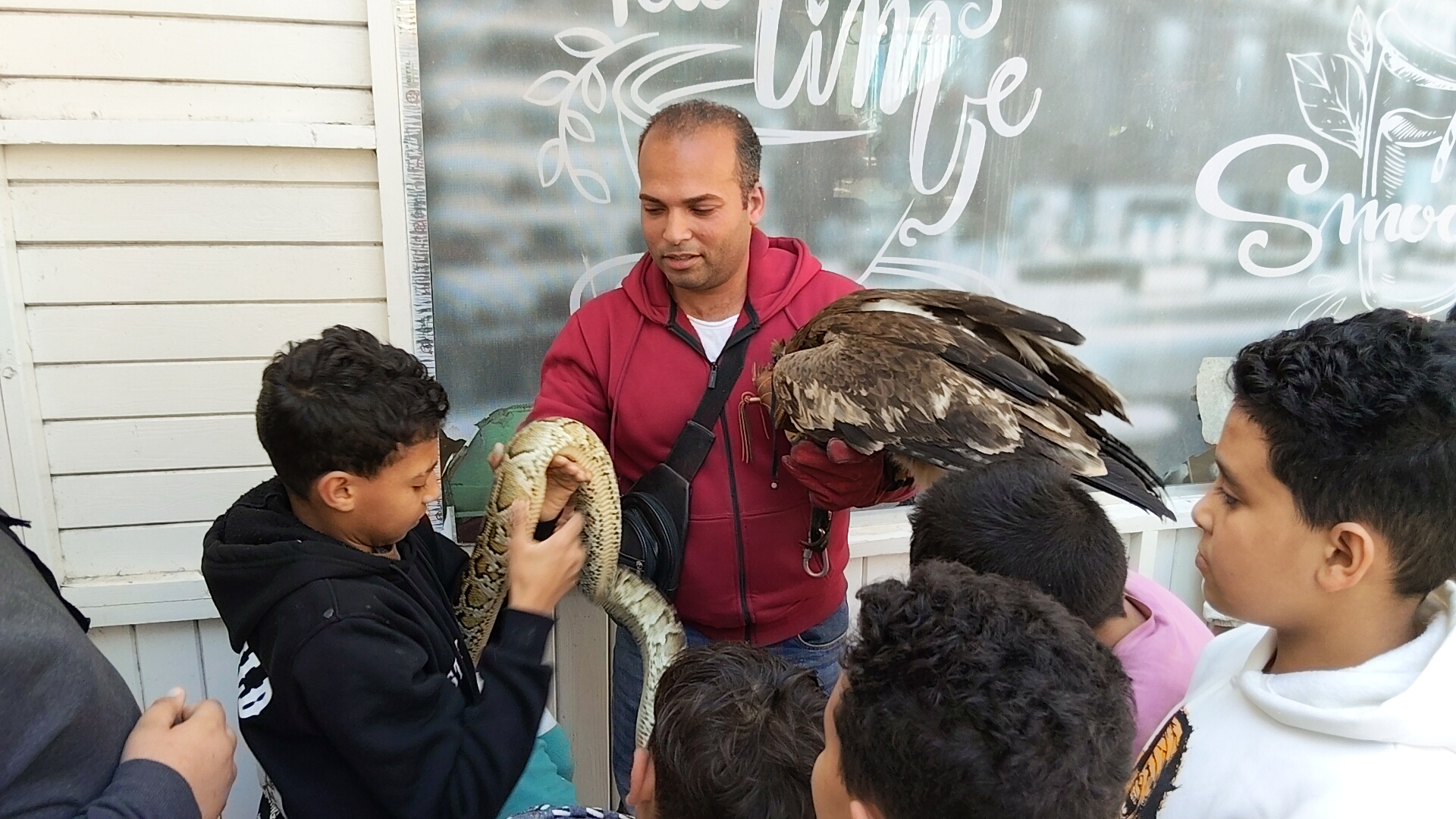 اقبال اطفال البحيرة على عروض الطيور الجارحه اقبال اطفال البحيرة على عروض الطيور الجارحه