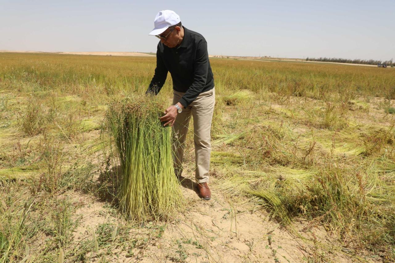 محافظ المنيا فى حقول الكتان محافظ المنيا فى حقول الكتان