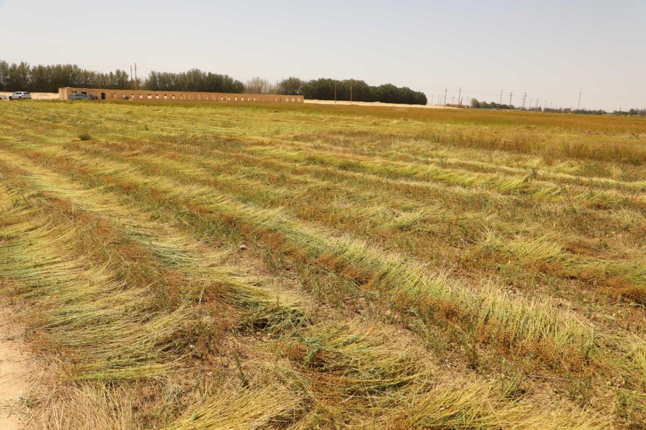 حصاد الكتان حصاد الكتان