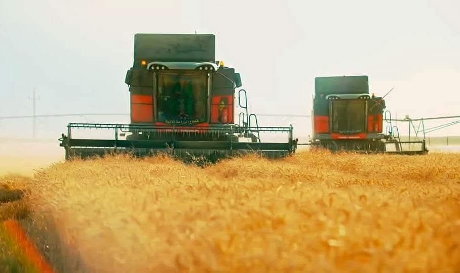 حصاد القمح حصاد القمح