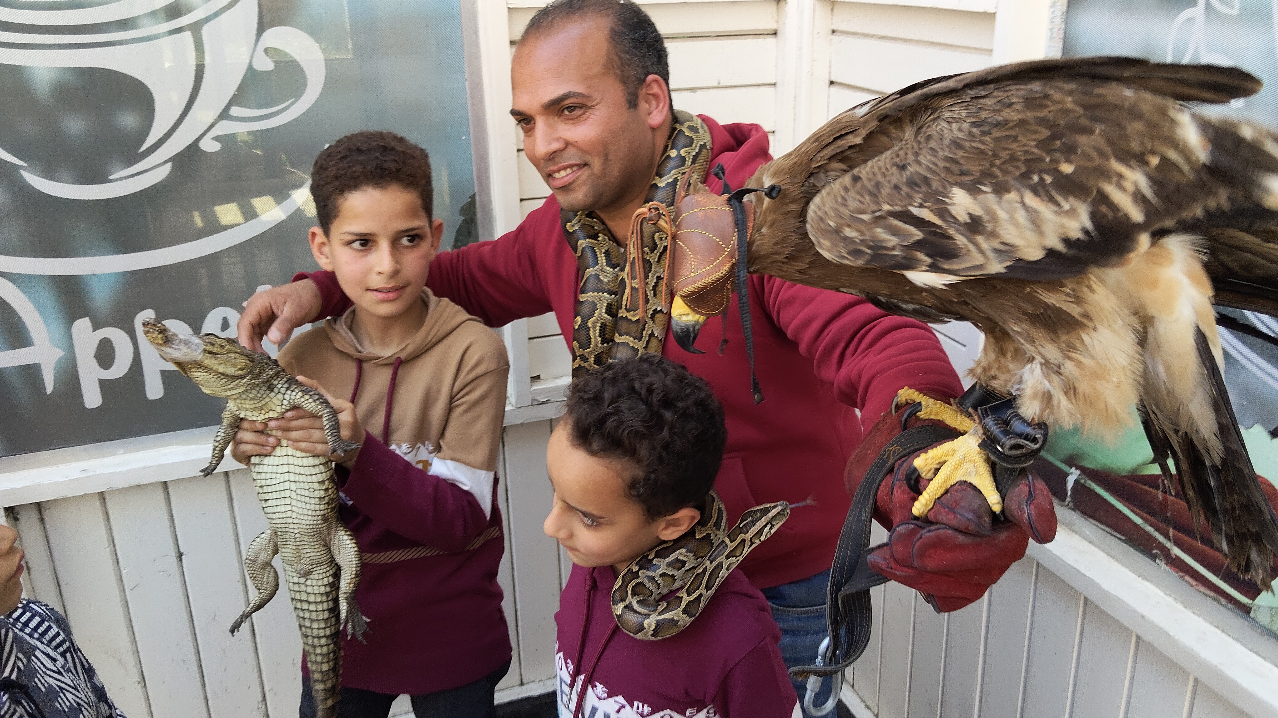 عروض مدرب الطيور الجارحه بالبحيرة_1 عروض مدرب الطيور الجارحه بالبحيرة_1