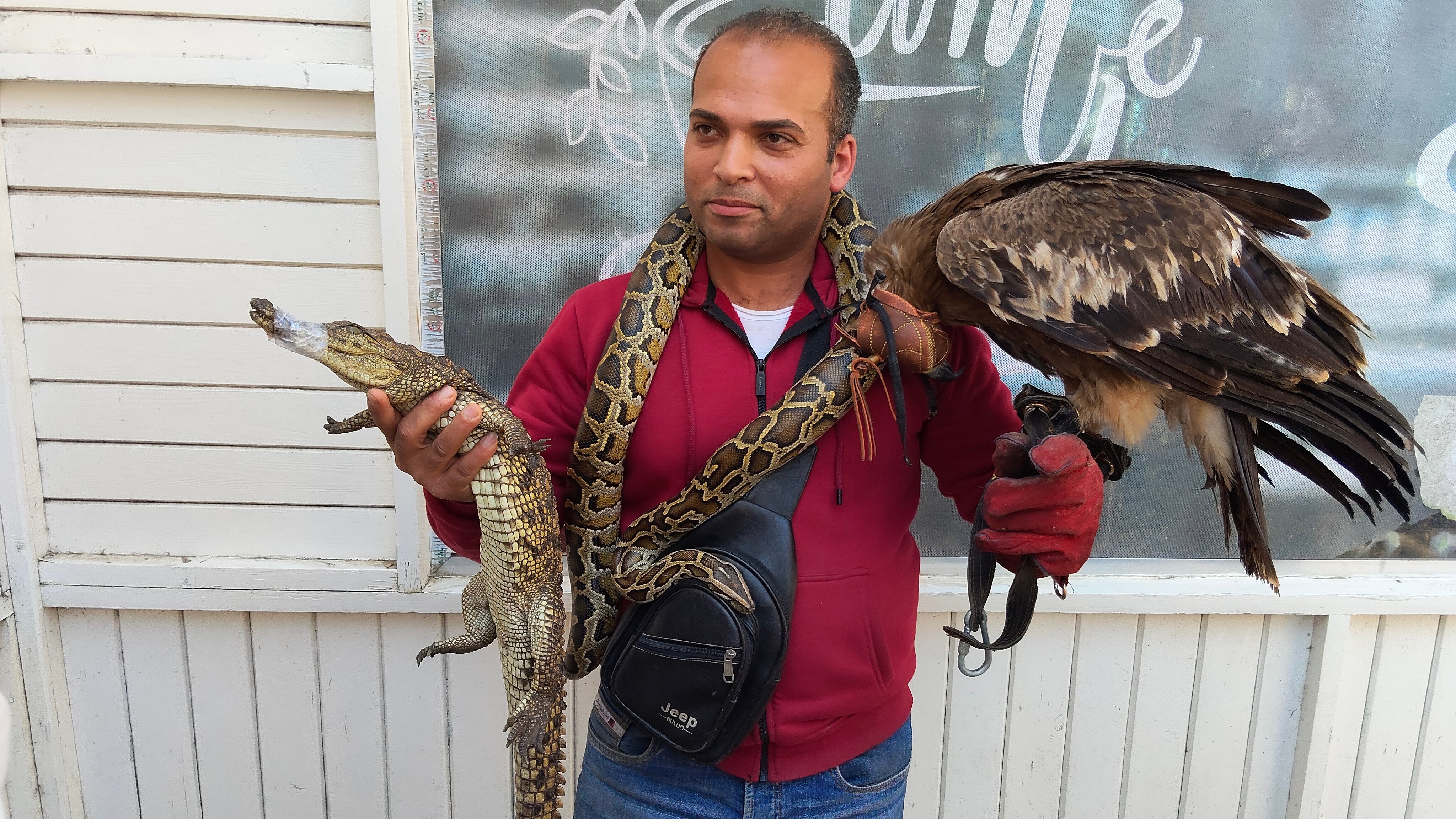 محمد المصرى مدرب الطيور الجارحه بالبحيرة محمد المصرى مدرب الطيور الجارحه بالبحيرة