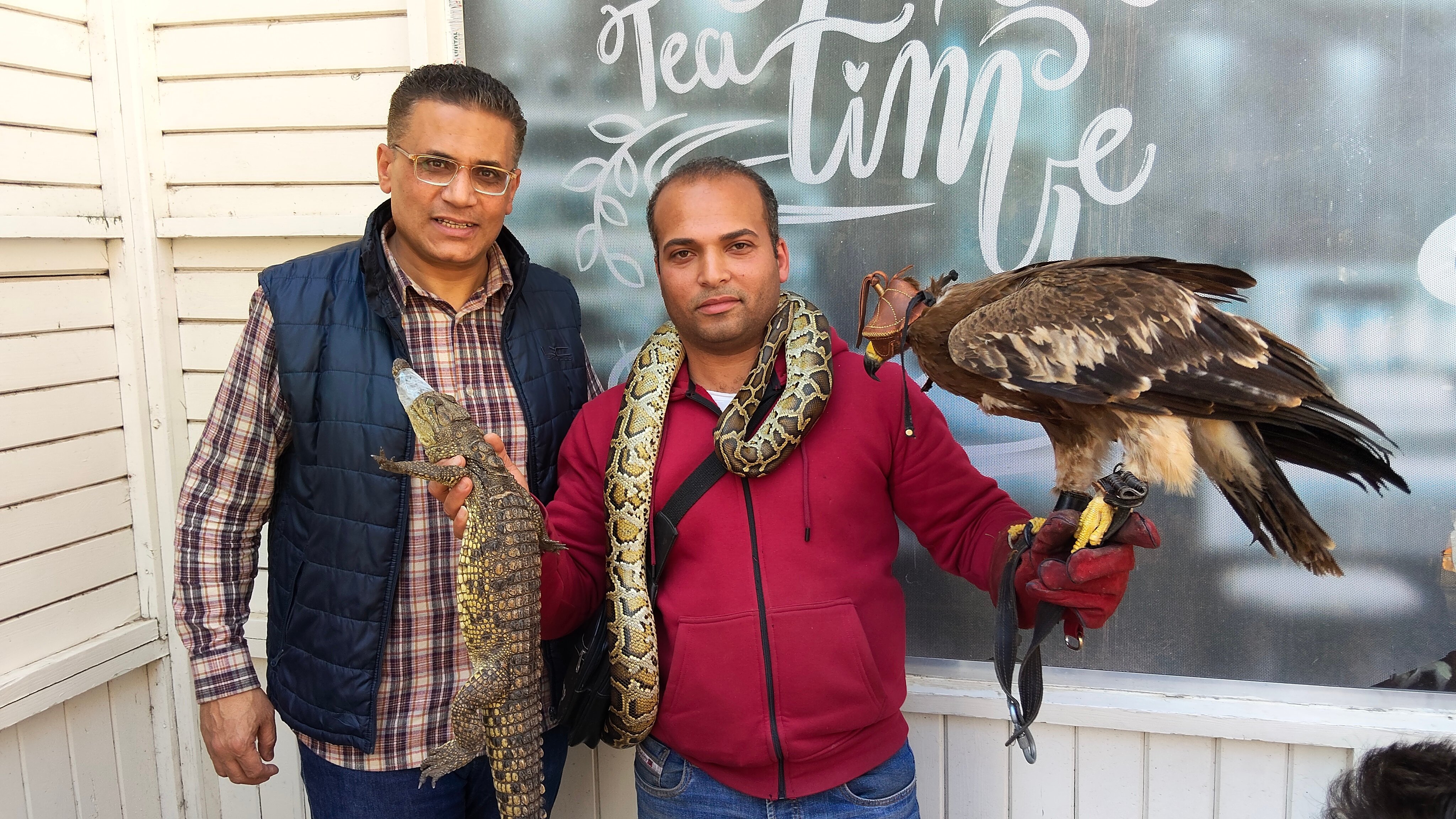 محرر اليوم السابع مع مدرب الطيور الجارحه محرر اليوم السابع مع مدرب الطيور الجارحه