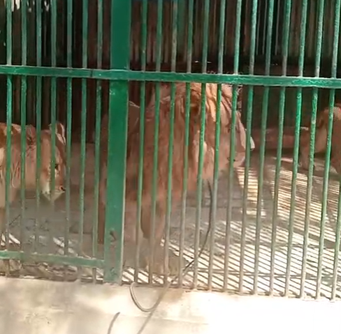 بيت السباع بحديقة الحيوان